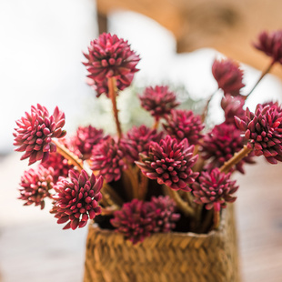掬熙仿真多肉植物装饰摆件北欧客厅花簇花束绿植造景石竹插花假花