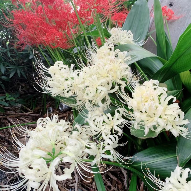 热销彼岸b花种球多年生曼珠沙华球根四季开花盆栽石蒜花种球花卉