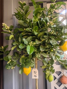 香水柠檬树带果盆栽大型家养绿植室内阳台花卉四季好养活喜光植物
