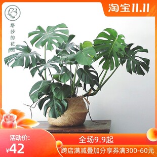 塔莎的花园 办公室内客厅桌面阳台好养易活大型龟背竹盆栽绿植