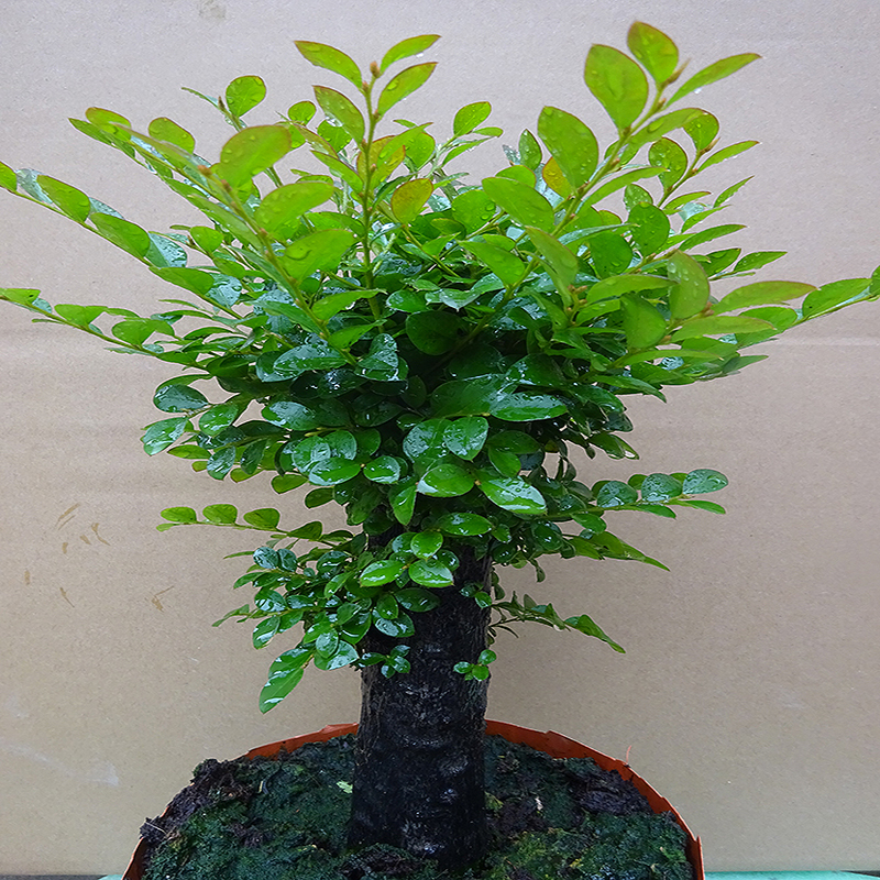 老桩小叶紫檀盆景树桩独桩单桩室内客厅阳台盆栽 办公室绿植 桌面