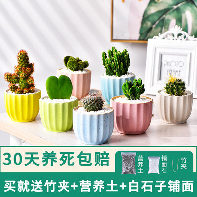 多肉植物仙人掌盆栽仙人球开花盆栽室内办公桌可爱桌面绿植