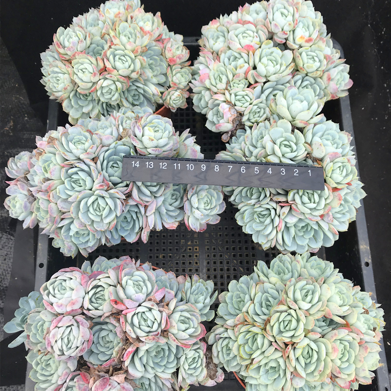 茗居园艺 冰梅群生多肉植物 实物拍摄 群生木质化老桩 实物拍摄