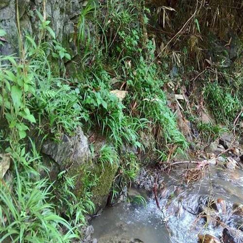 石菖蒲附石龙根菖蒲草水培盆景植物龟缸养鱼室内外微景观庭院绿植