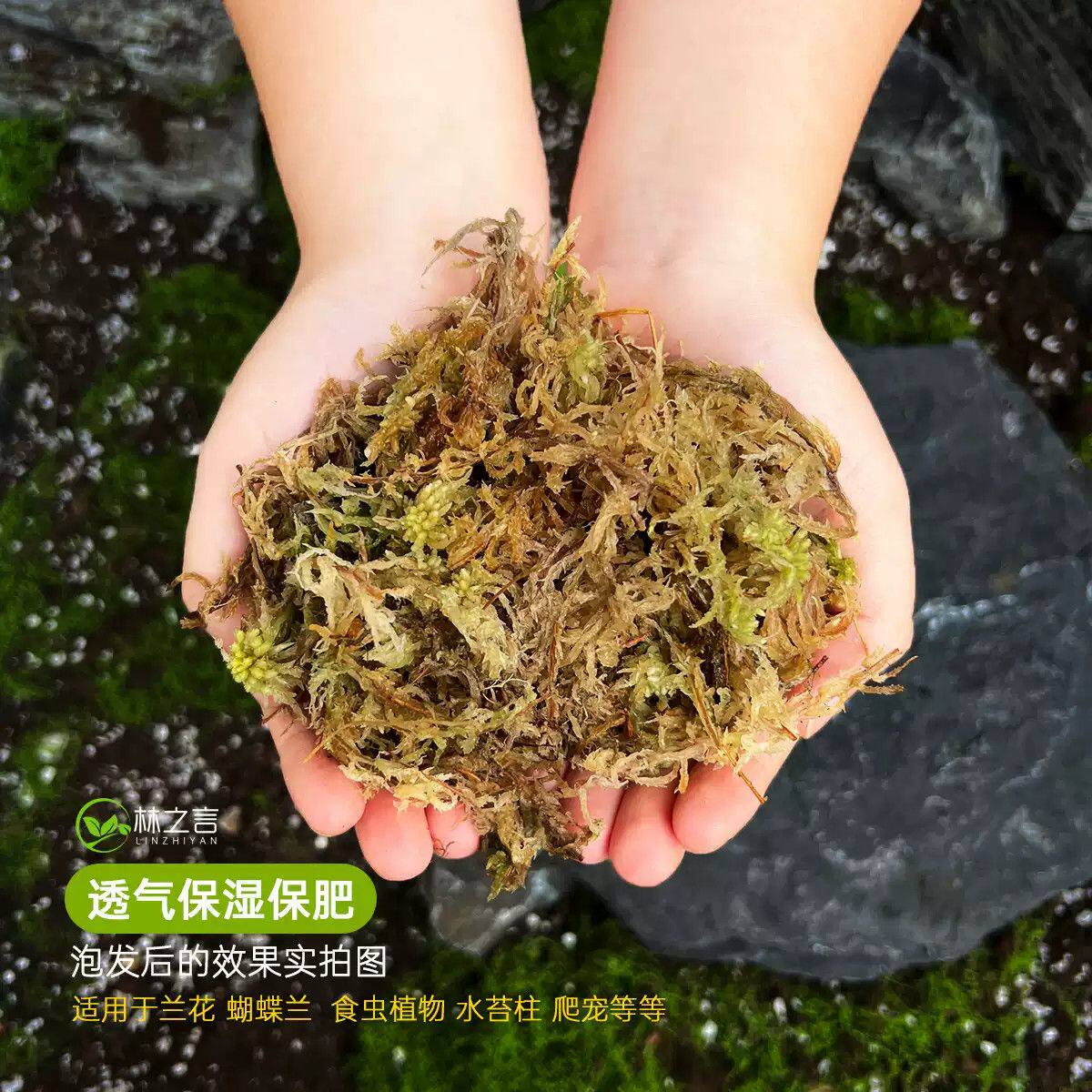 林之言特级水苔藓兰花蝴蝶兰专用扦插育苗基质优质干水苔爬宠垫材