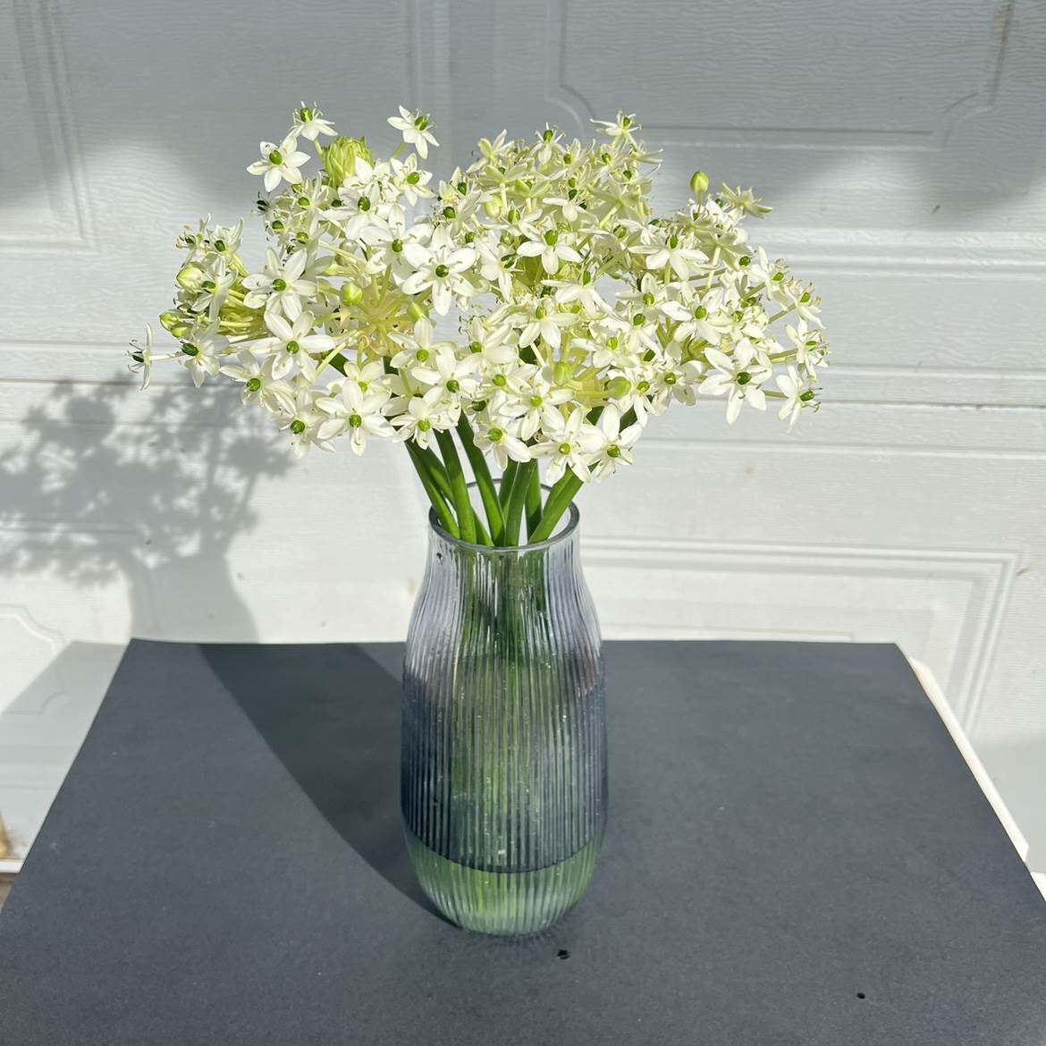 雀梅鲜花天鹅绒鲜花绿毛球小雏菊鲜花时令花材直批婚庆家用水养花