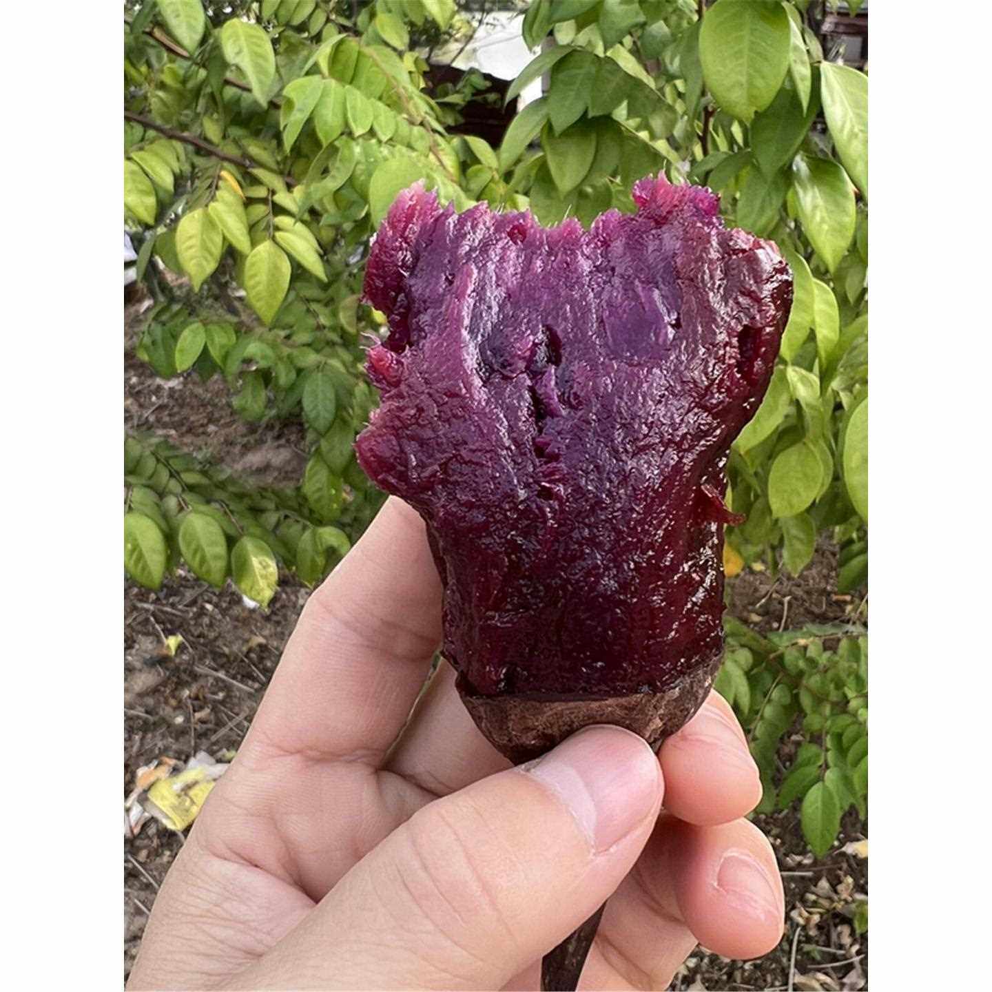【顺丰】沙地现挖新鲜新疆紫薯紫色红薯地瓜糖心流油番薯山芋地瓜