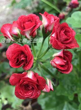 垂吊天竺葵盆栽花卉花苗阳台吊重瓣万岁夏日玫瑰四季带花发货包邮