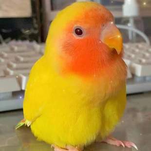 现货速发牡丹鹦鹉活鸟黄桃绿桃鹦鹉幼崽雏鸟半毛小鸟一对鸟手养亲