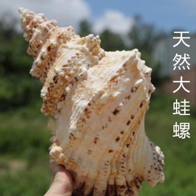 天然蛙螺大海螺材料超大鱼缸造景摆件包邮响螺吹海螺珊瑚装饰品