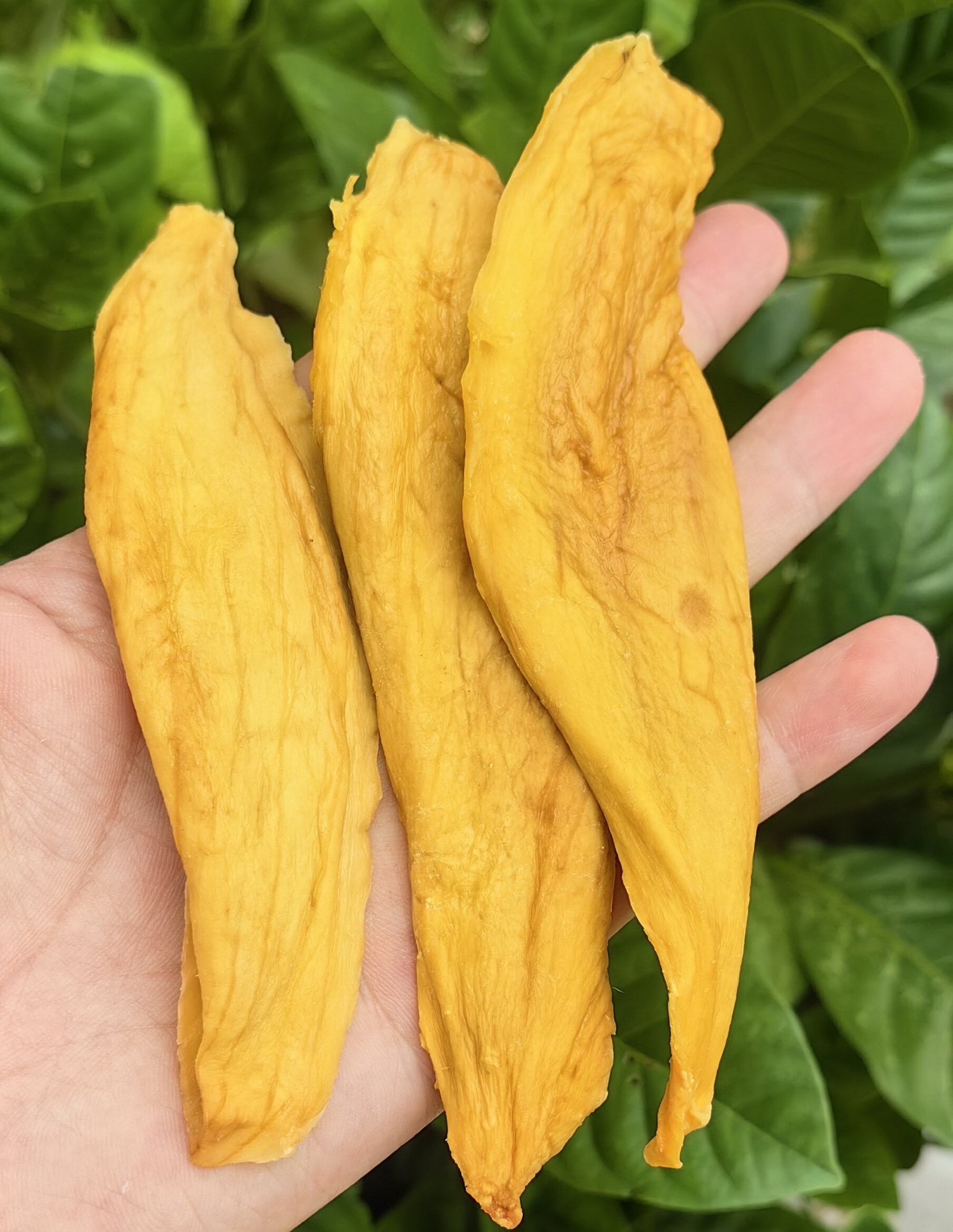 农家自然烤干芒果干~无添加纯正芒果干~小零食点心芒果干~超好吃