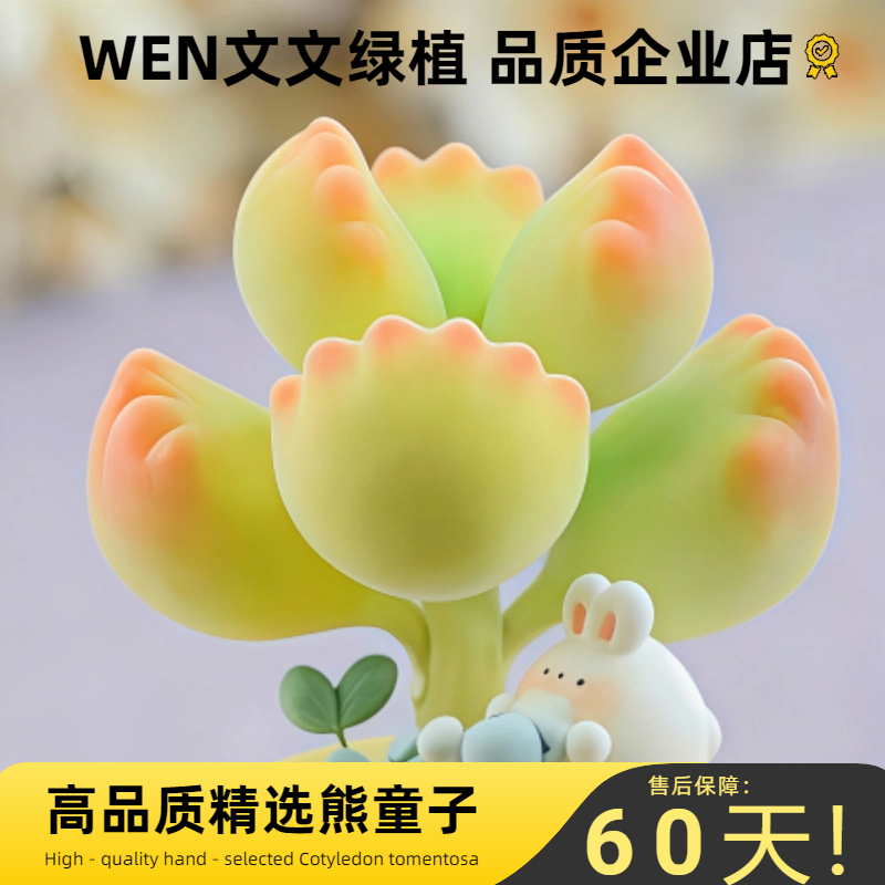 一宅一花阳台简单吸甲醛熊童子