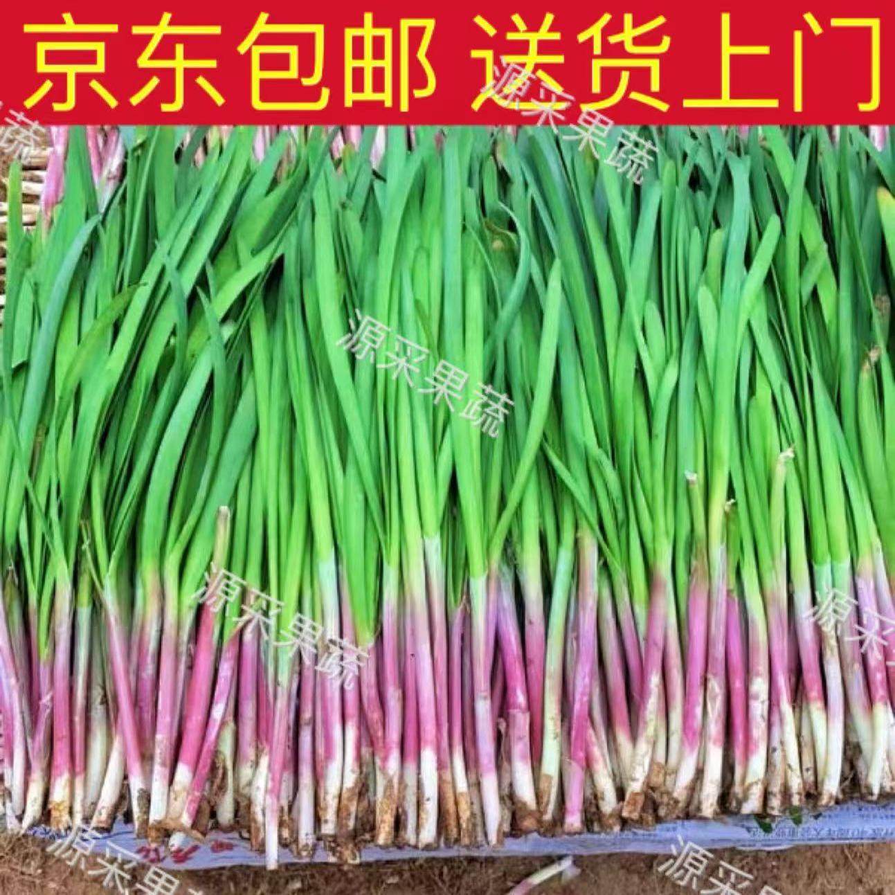 〔送货上门〕烟台沙地头茬紫根韭菜现割现发新鲜蔬菜净三鲜宽红根,水产肉类/新鲜蔬果/熟食,叶菜类,淘宝优惠券,粉丝福利购,淘宝优惠卷