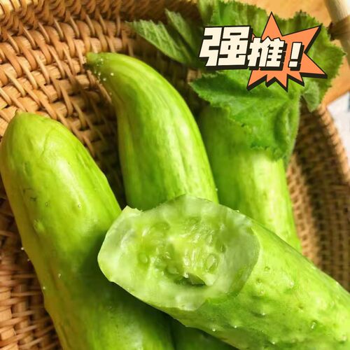 [坏损包赔]海阳白玉黄瓜清香脆嫩水果黄瓜 3/5 斤现摘山东小黄瓜