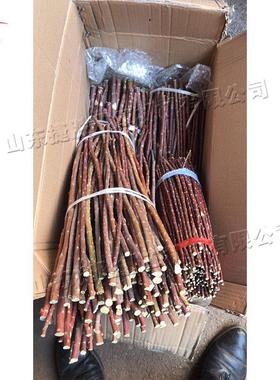 红柳削削尖机js-59556 和田乌木齐木质圆棒签子机磨削尖头 红鲁柳