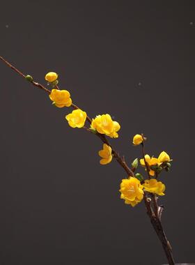 速发舞蹈花枝舞蹈服装搭配演出服纱衣花枝道具高端腊梅花