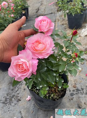 速发柏宜斯台神王海季花苗庭院月盆栽花卉大花勤花多季开花