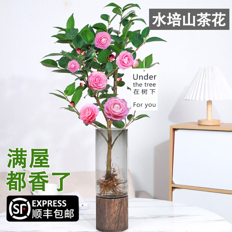 速发水培植物香妃山四季开花室植带花苞盆内绿栽无色赤丹浓香好养