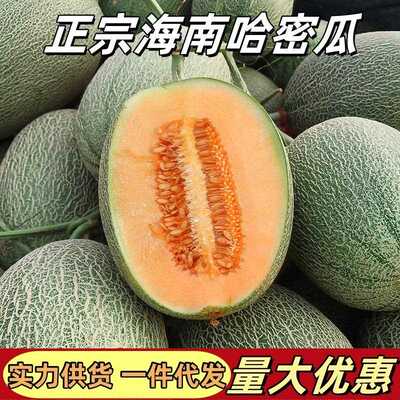 海南新密鲜哈瓜当季正宗当季水果西州甜蜜现货瓜速发清多汁一件代