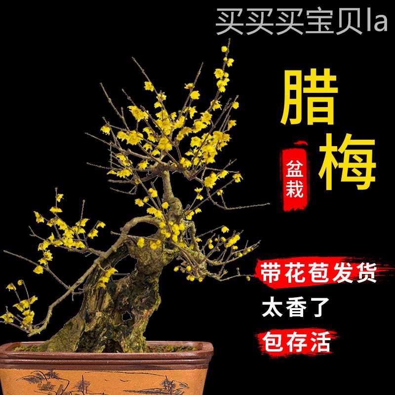 腊梅花树苗盆栽带花苞耐寒老桩盆景花卉植物室内花四季红绿梅花苗