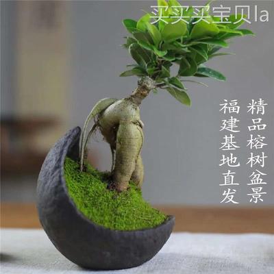 老桩人参榕金钱榕小榕树盆景四季常青易活植物书房办公室桌造型摆