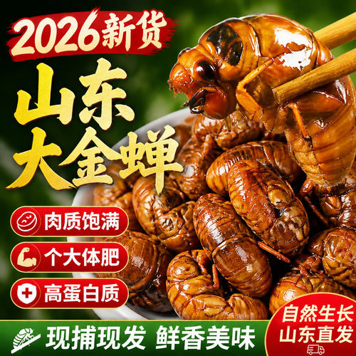 大自然的馈赠高蛋白油炸知了猴