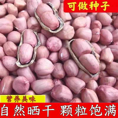 24年带壳生红皮花生种子
