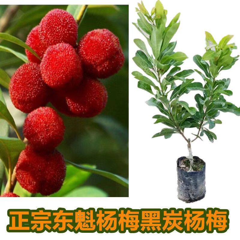 嫁接东魁杨梅树苗带土球南北方种植盆栽地栽果树苗当年结果特大号