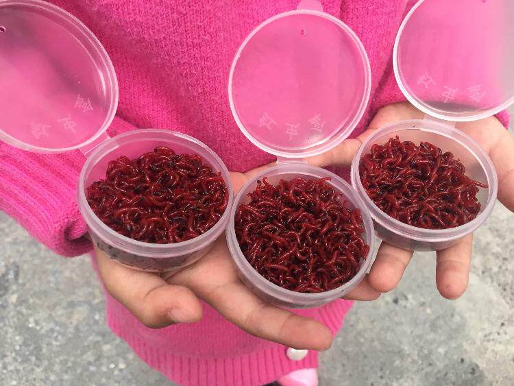 新款蝾螈幼体六角恐龙鱼宠物观赏鱼小火龙鱼好养不打氧冷水四脚鱼