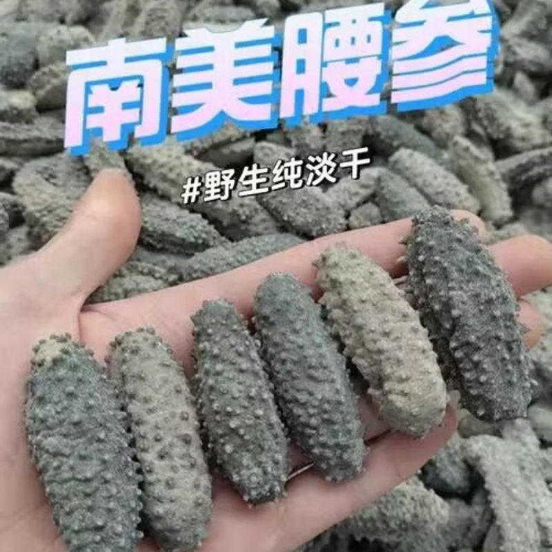 野生海参墨西哥腰参美国腰参厚肉肥仔参鲍鱼参天然南美刺参纯淡干
