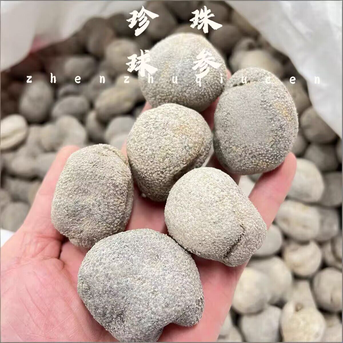 越南珍珠球参干货 印尼白玉球参淡干海参酒店食材水发白球参500克