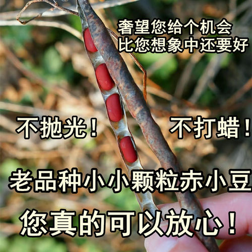 （记忆中的老品种小小颗粒赤小豆）农家自种老式赤小豆而非红小豆