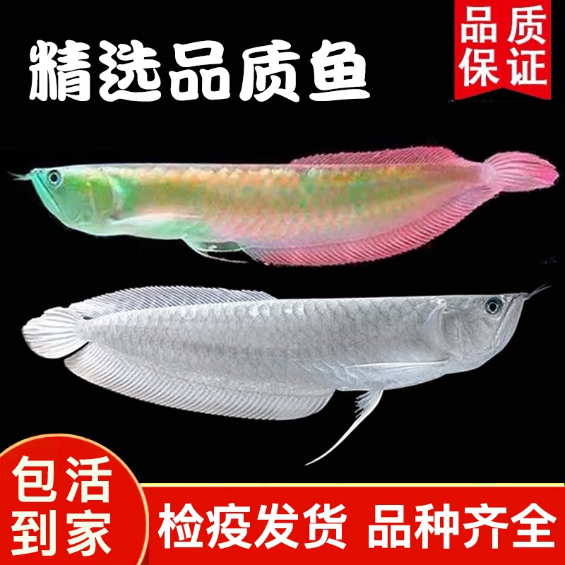 七彩银龙鱼活鱼苗大型热带观赏鱼鱼