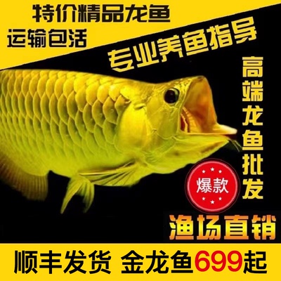 小鱼苗印尼金龙鱼观赏鱼金龙鱼