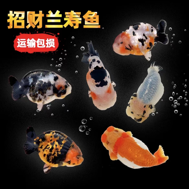 兰寿观赏鱼金鱼小金鱼