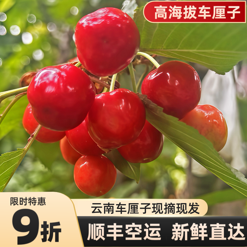 云南昭通车厘子新鲜水果当季大樱桃孕妇孩子现摘现发高海拔车厘子