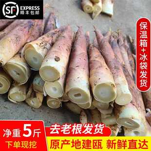 建瓯冬笋新鲜现挖雷竹笋小竹笋麻竹笋雷公笋野生农家嫩芽鲜笋春笋