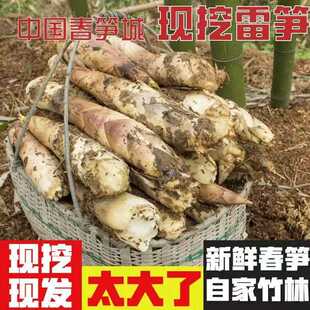 新鲜现挖竹笋春笋冬笋手拨笋原料嫩当季食用蔬菜油焖笋现挖发