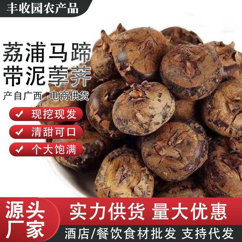 广西荔浦新鲜当季马蹄荸荠带泥荸荠蔬菜鲜甜多汁马蹄农家现挖包邮