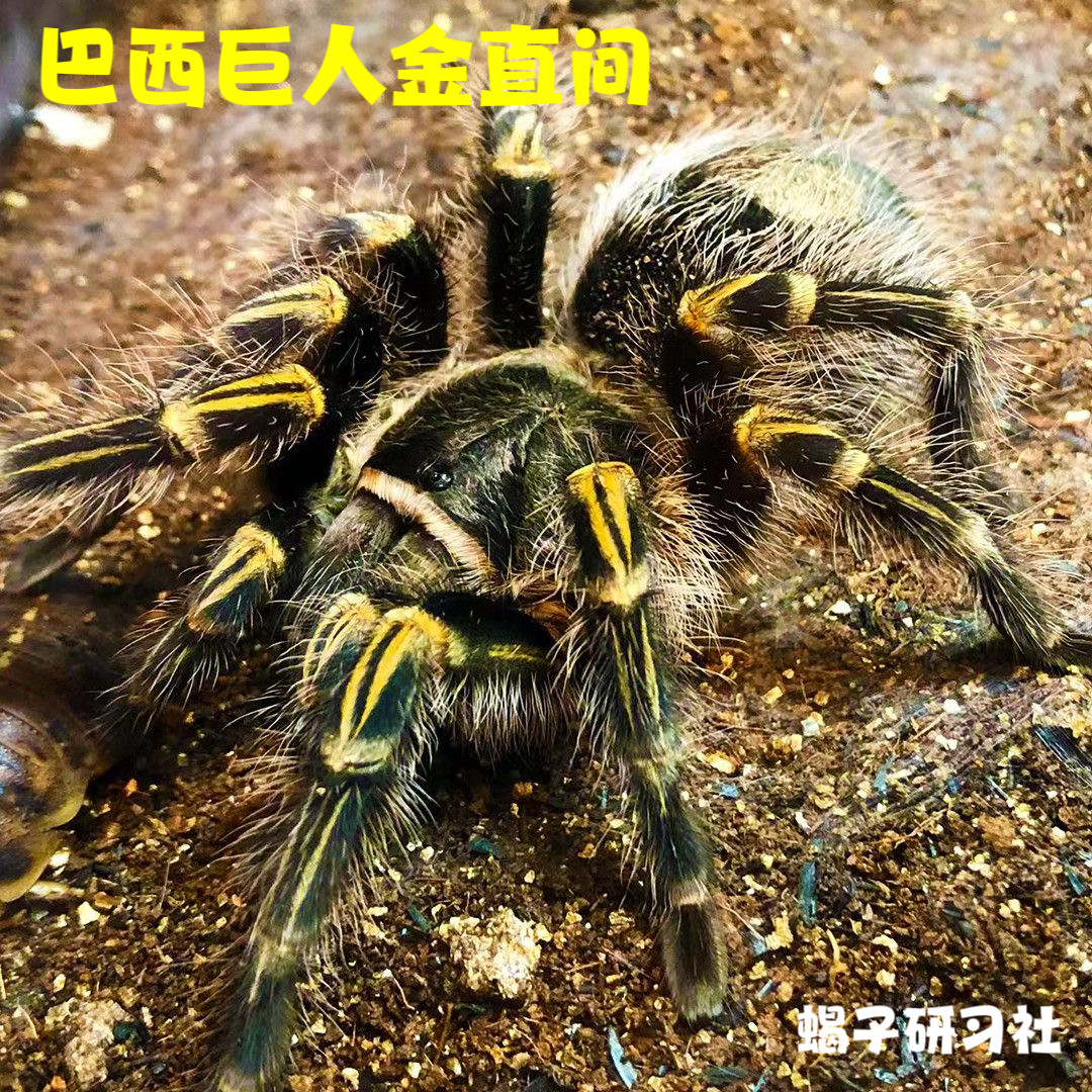 巴西巨人金直间捕鸟蛛宠物蜘蛛地栖网红新手入门爬宠1-15厘米,宠物/宠物食品及用品,蜘蛛,淘宝优惠券,粉丝福利购,淘宝优惠卷