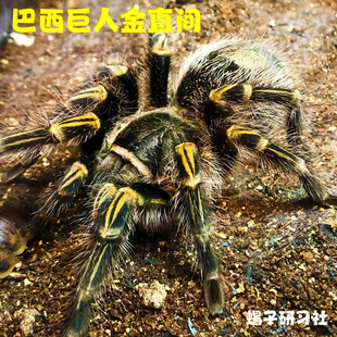 巴西巨人金直间捕鸟蛛宠物蜘蛛地栖网红新手入门爬宠1-15厘米