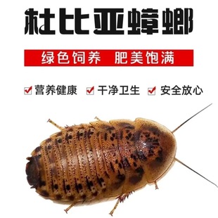 杜比亚蟑螂活虫活体饲料活虫蜥蜴蜘蛛画眉鸟金龙鱼食物干净卫生