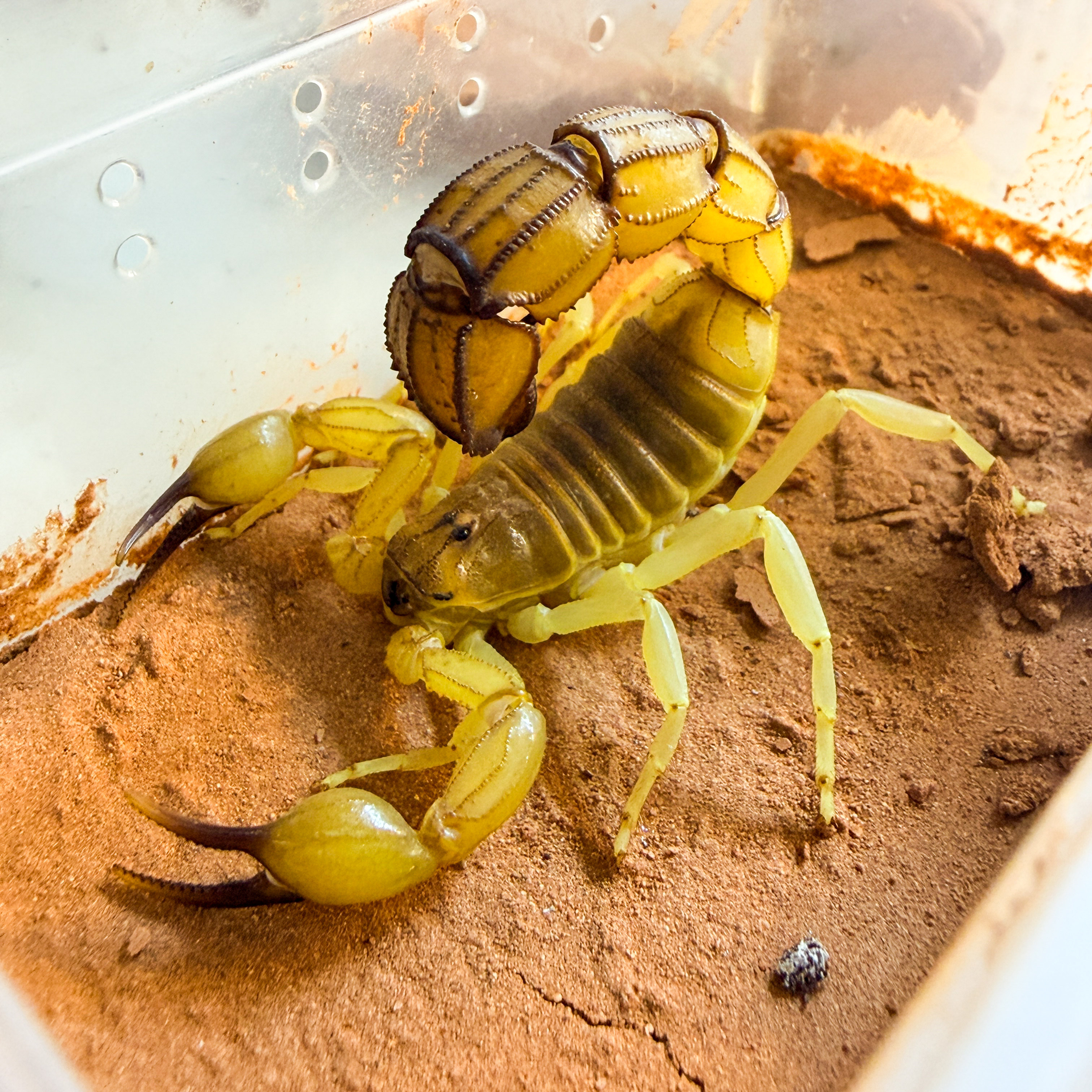 突尼斯黄肥尾蝎埃及黄肥沙漠品种 Androctonus australis送加热包