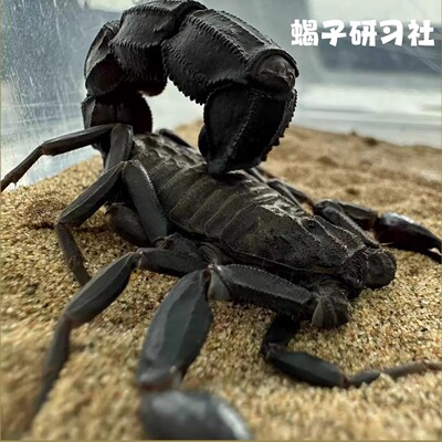 【拍下当天发】北非黑肥尾蝎Am沙漠蝎纯黑巨尾