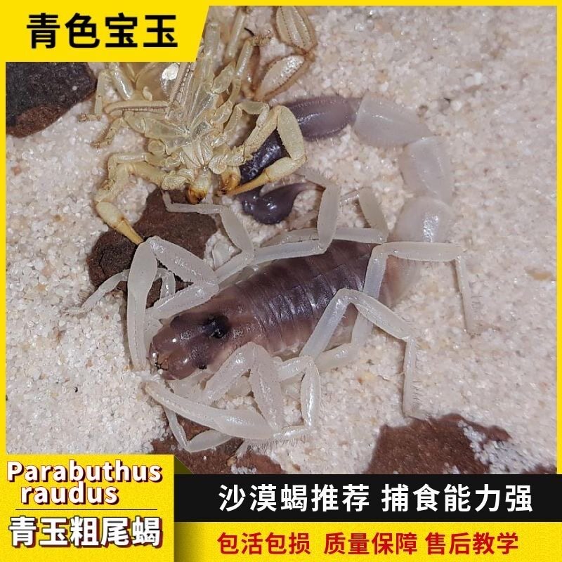 纳比亚青玉粗尾蝎ParabuthusschlechteriPrd沙漠蝎蝎中美玉送加热