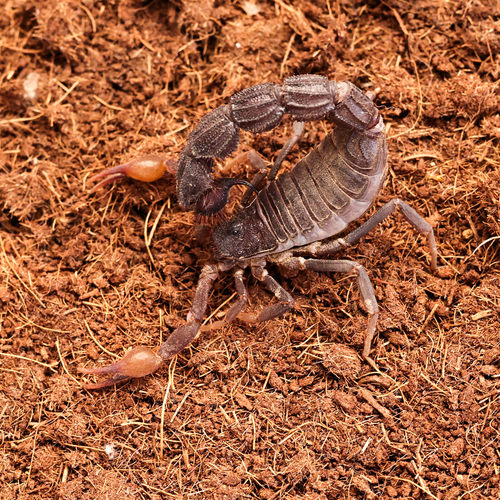 包邮入门沙漠蝎皮实好养