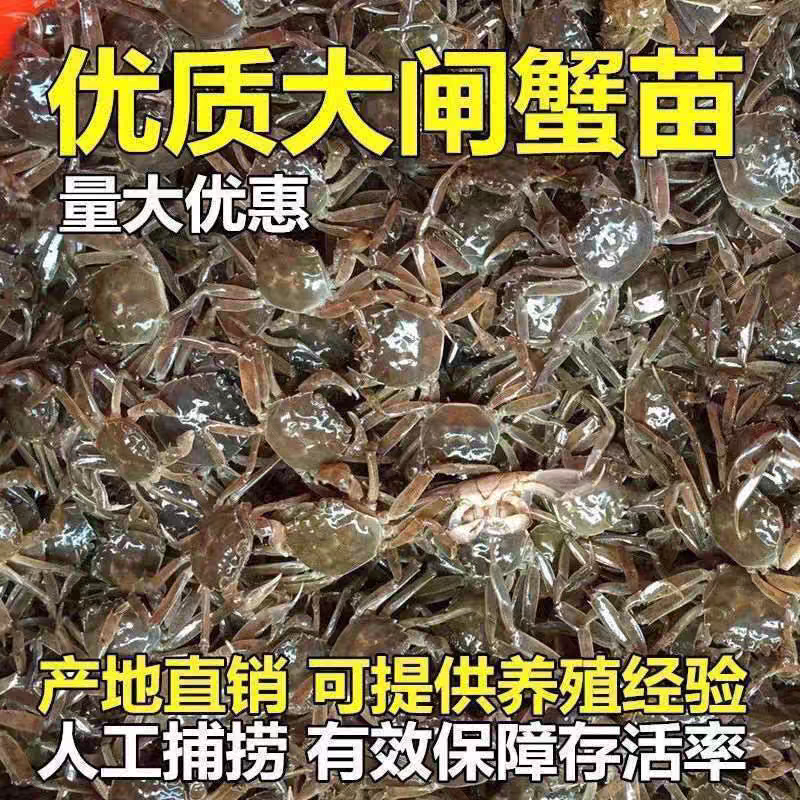 江苏淡水大闸蟹苗幼苗鲜活扣蟹河蟹