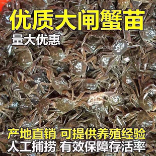 江苏淡水大闸蟹苗幼苗鲜活扣蟹河蟹毛蟹淡水螃蟹苗足斤足两螃蟹苗
