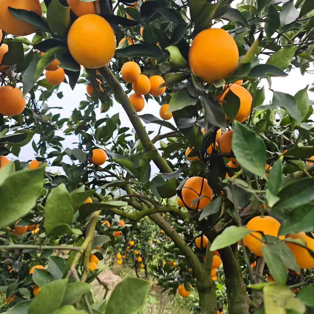 正宗麻阳冰糖橙5斤应当季水果新鲜现摘-锦红
