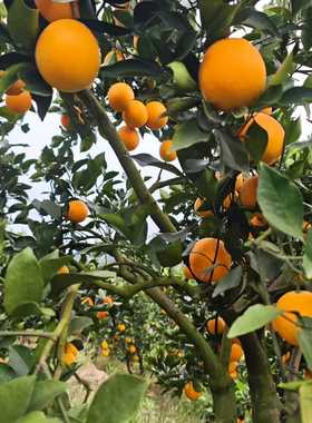 正宗麻阳冰糖橙5斤应当季水果新鲜现摘-锦红